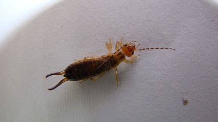 Close up of Earwig on a white background
insect isolated
Closeup earwigs
Earwigs will use their pincers to defend themselves. close up insect, insects, animals, animal, bug, bugs,