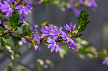 Scaevola aemula fairy fan-flower purple violet flowering ornamental plant, group of beautiful flowers in bloom