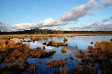 The wetlands of Thursley Common, Surrey, in the evening winter sun.