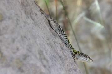 Lézard des murailles