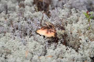 Poisonous toadstool mushroom growing in the forest.