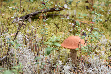 Edible mushroom boletus with red hat grows on white moss on an autumn day in the forest.