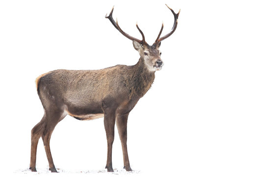 Magnificent red deer, cervus elaphus, standing on snow isolated on white background. Majestic stag observing in wintertime on empty backdrop. Wild mammal with antlers looking cut out.
