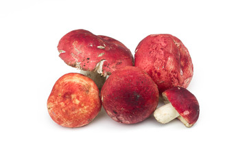 Russula emetica isolated on white background.