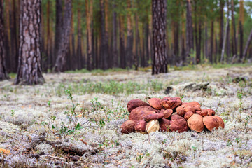 Large boletus with red hat and thick leg cut by mushroom picker on white moss in pine forest.