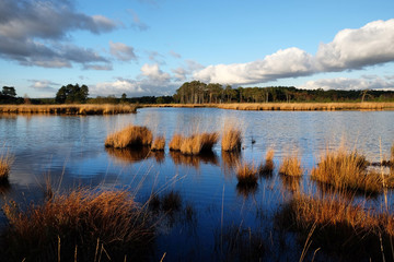 The wetlands of Thursley Common, Surrey, in the evening winter sun.