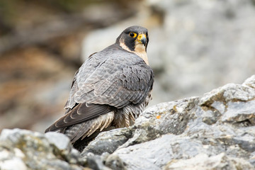 Peregrine falcon sitting on rock in autumn nature. Dominant bird with orange eye looking to the camera on mountains. Wild predator with grey feather staring on stone.