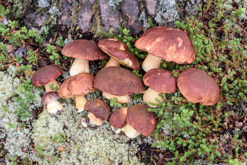 Beautiful boletus with red hat and thick leg collected by mushroom picker by tree in pine forest.