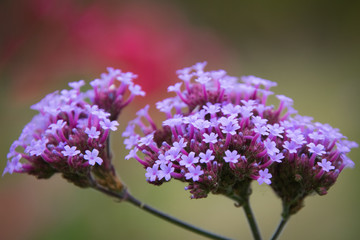 close up of lilac purple flowers