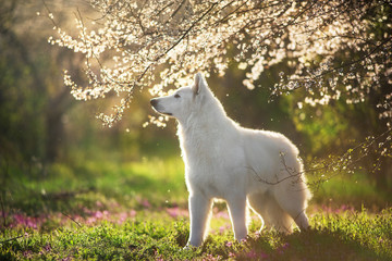 White Swiss Shepherd Dog on spring medow flowers  at sunset