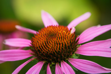 close up of a pink flower