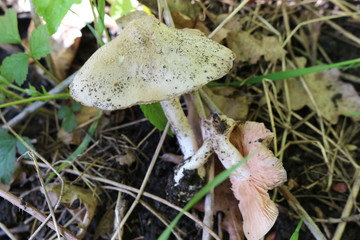 
The mushroom grew in the summer forest