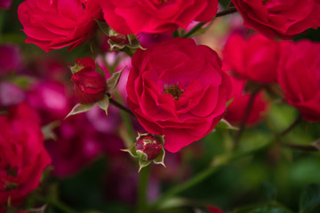 Obraz na płótnie Canvas red rose in garden