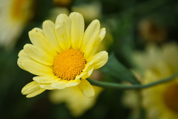 yellow daisy flower