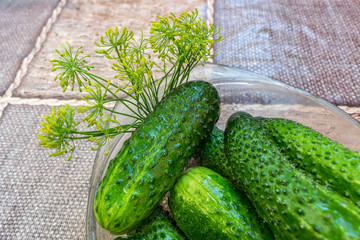 Green and delicious ripe cucumbers just picked from the garden