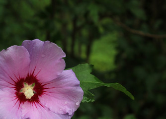 Delicate, purple flower of the hibiscus plant on a blurred background.