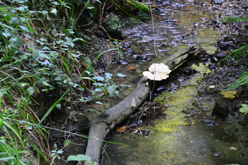 Fungus on a log at Shanklin Chine in the Isle of Wight.