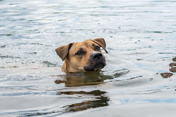 Dog breed American Pit Bull Terrier swims in the cold water of the river