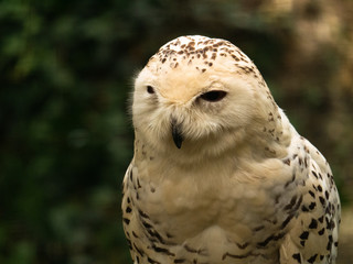 Harfang des neiges