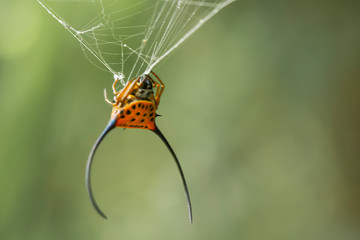 Long Horned Spider on Forest