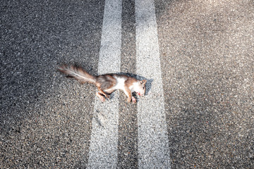 Animals are killed by crossing the roads hit by cars.