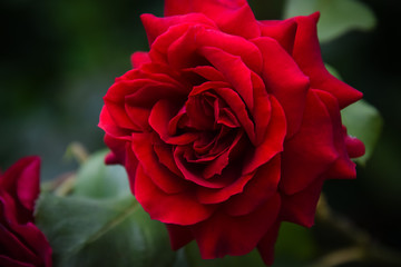 red rose in garden