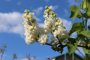 
White clusters of lilac flowers look bright against the blue spring sky