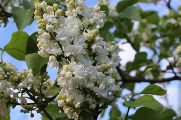 
White clusters of lilac flowers look bright against the blue spring sky