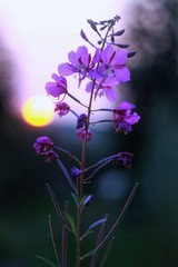 butterfly on a flower