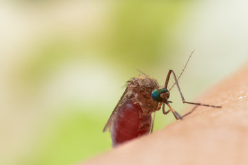 Aedes aegypti Mosquito. Close up a Mosquito sucking human blood,