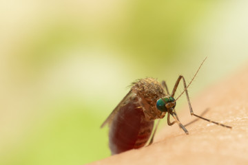Aedes aegypti Mosquito. Close up a Mosquito sucking human blood,