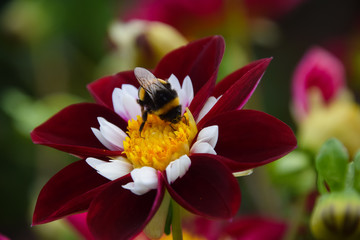bee on flower