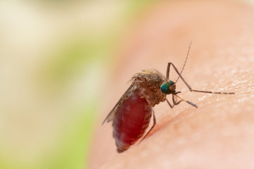 Aedes aegypti Mosquito. Close up a Mosquito sucking human blood,