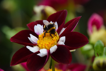 bee on a flower