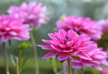 Fototapeta premium Dahlia