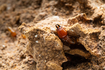 termites damage home, macro close up termites in anthill