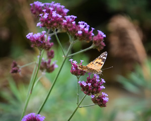 butterfly on flower
