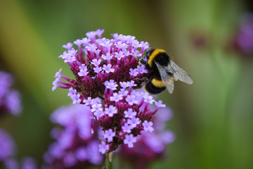 bee on purple flower