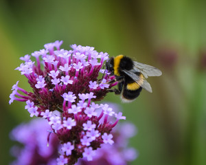 bee on a flower