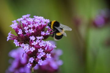 bee on a flower