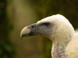 Vautour