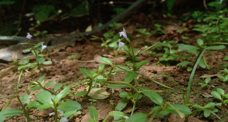 Wild Green plant and flower