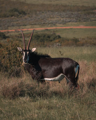 Male Sable Antelope
