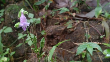 Wild purple flower close up view