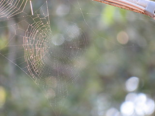 Tela di ragno al tramonto - 
Spider web at sunset
