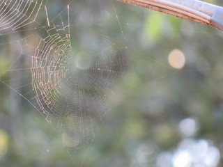 Tela di ragno al tramonto - 
Spider web at sunset