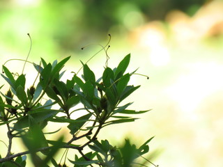 Piante con le antenne