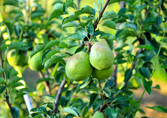 ripe pears ready for harvest in a pear orchard pictured at morning