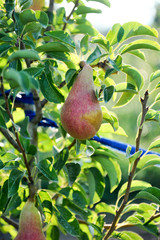 ripe pears ready for harvest in a pear orchard pictured at morning
