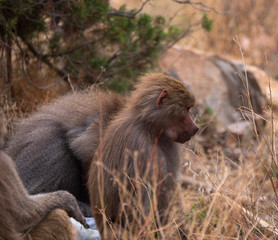 Baboons up in the Al Hada Mountains in the Taif region of Saudi Arabia